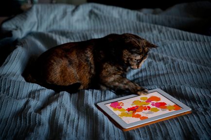 3 moduri de a vă transforma iPad-ul într-o jucărie pentru o pisică