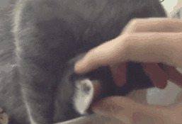 55 Самих смішних сплячих кішок