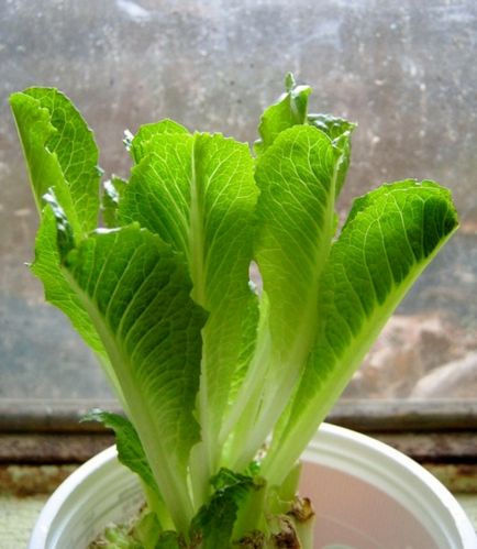 9 Їстівних рослин, які можна виростити прямо на кухні