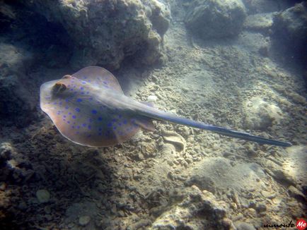 Pestii adriatici