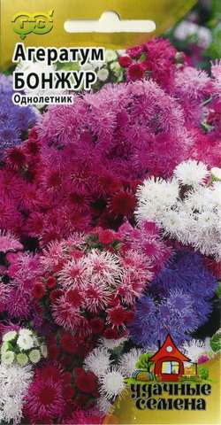 Ageratum fotografie de plantare și de îngrijire în cultivarea de semințe deschis teren