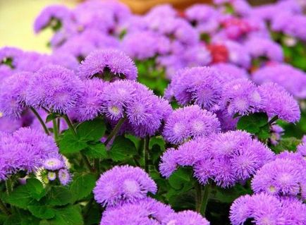 Ageratum fotografie de plantare și de îngrijire în cultivarea de semințe deschis teren