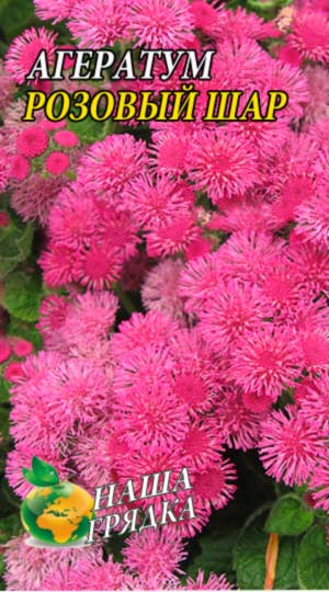 Ageratum fotografie de plantare și de îngrijire în cultivarea de semințe deschis teren