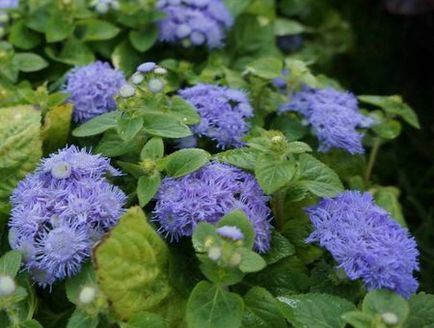 Ageratum fotografie de plantare și de îngrijire în cultivarea de semințe deschis teren