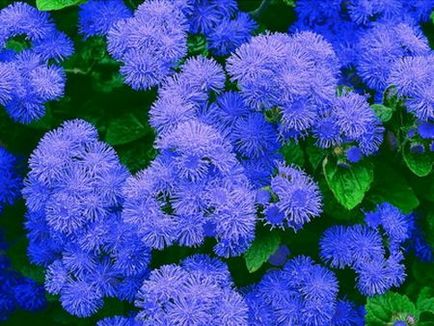 Ageratum fotografie de plantare și de îngrijire în cultivarea de semințe deschis teren