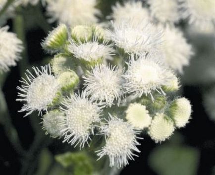 Ageratum fotografie de plantare și de îngrijire în cultivarea de semințe deschis teren