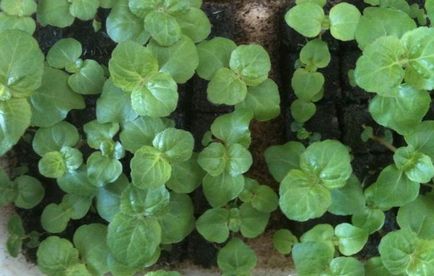 Ageratum fotografie de plantare și de îngrijire în cultivarea de semințe deschis teren