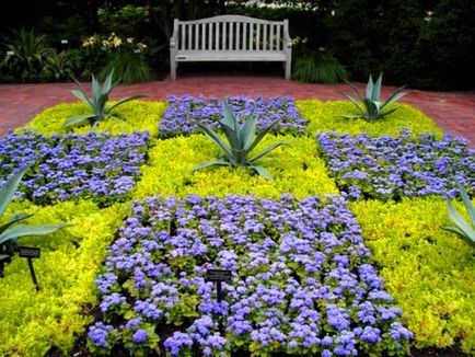 Ageratum, plantarea și îngrijirea pe teren deschis