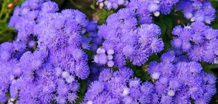 Ageratum, plantarea și îngrijirea pe teren deschis