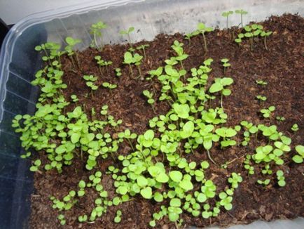 Агератум - вирощування з насіння розсади, опис популярних видів і сортів