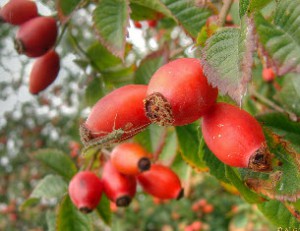 Cresterea de câine Agrotehnika a crescut