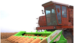 Agrotechnikai termesztés (tőszám) agrotechnikai termesztés