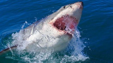 Shark-salvatorii sau ca prădători au ajutat oamenii să supraviețuiască