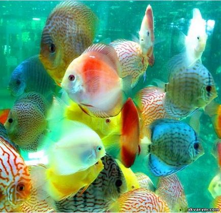 Pesti de acvariu si plante - pești de acvariu
