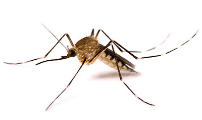 Alergia la mușcăturile de țânțari la copii și adulți - ce trebuie să faceți