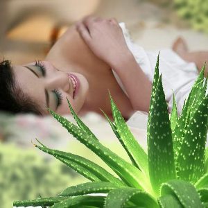 Aloe - proprietăți medicinale și contraindicații ale unei plante de casă