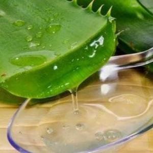 Aloe Vera - gyógyító és ellenjavallatok houseplant