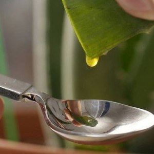 Aloe - proprietăți medicinale și contraindicații ale unei plante de casă
