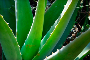 Aloe akne arcpakolás recept, lemosó és borogatás kezelésére (pattanások, kelések és a pattanások)