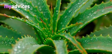 Aloe akne arcpakolás recept, lemosó és borogatás kezelésére (pattanások, kelések és a pattanások)