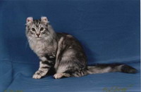 American Curl