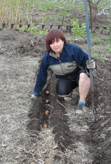 А ми садимо картоплю! Покрокова інструкція