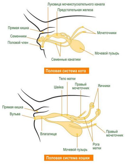 Anatomia și fiziologia unui club de iubitori de pisici alisa-best Yaroslavl
