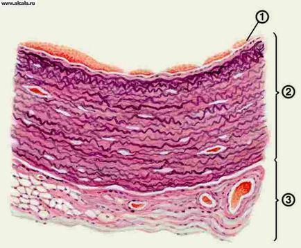 Aorta Medical Encyclopedia (jobb-bal oldali) Aorta Medical Encyclopedia