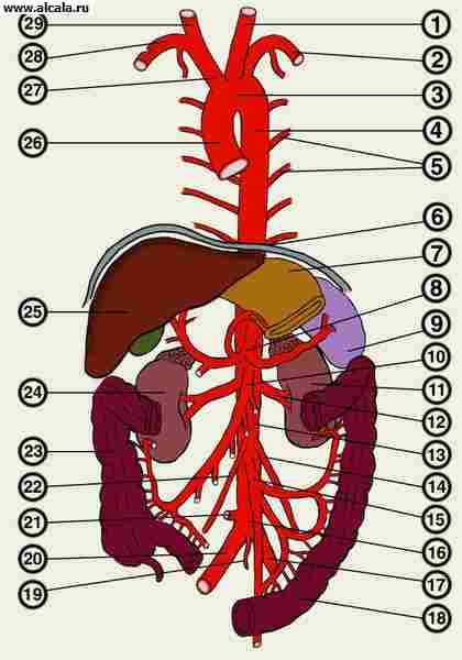 Aorta Medical Encyclopedia