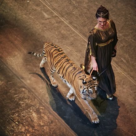 Béreljen képzett tigris forgatás, fotózások és rendezvények tigris Shakira