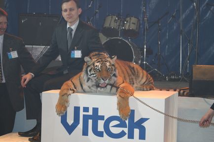 Béreljen képzett tigris forgatás, fotózások és rendezvények tigris Shakira