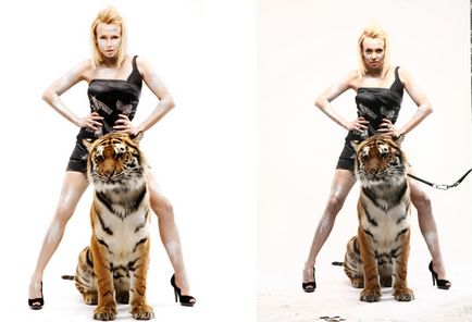 Închiriați un tigru instruit pentru filmare, fotografiere și sărbători tigress shakira