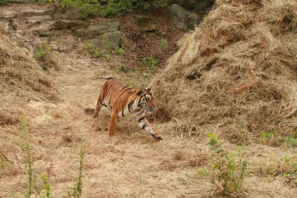 Béreljen képzett tigris forgatás, fotózások és rendezvények tigris Shakira