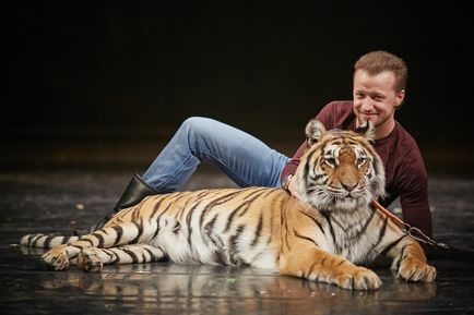 Béreljen képzett tigris forgatás, fotózások és rendezvények tigris Shakira