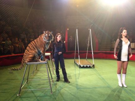 Оренда дресированого тигра для зйомок, фотосесій і свят тигриця шакира