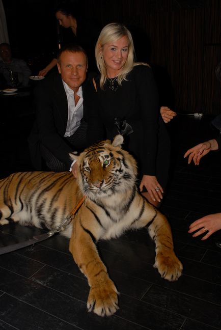 Оренда дресированого тигра для зйомок, фотосесій і свят тигриця шакира