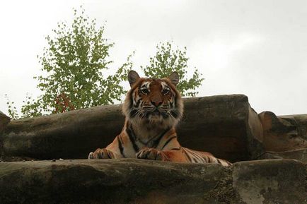 Béreljen képzett tigris forgatás, fotózások és rendezvények tigris Shakira