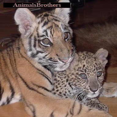 Închiriați un tigru instruit pentru filmare, fotografiere și sărbători tigress shakira