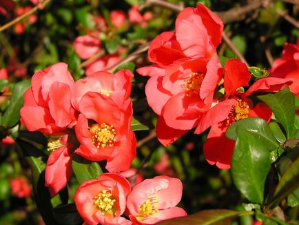 Japonica ültetés és gondozás a külvárosban, a legjobb minőségű