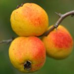 Quince japoneză aterizare, îngrijire și cultivare în suburbiile în teren deschis