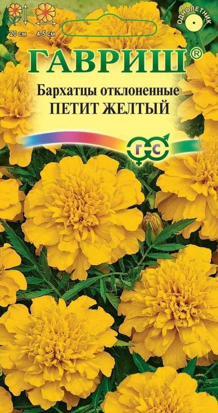Marigold ültetés és gondozás a nyílt területen (ellátás) Marigold ültetés és gondozás a nyílt terepen