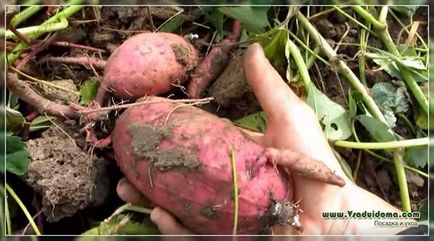 Батат (фото) вирощування, посадка і користь, сайт про сад, дачі і кімнатних рослинах