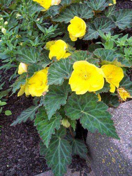 Begonia reproducere