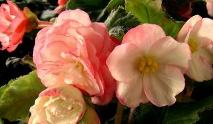 Begonia reproducere