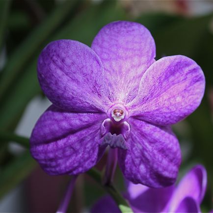 Cymbidium alb, totul despre margele și beadwork