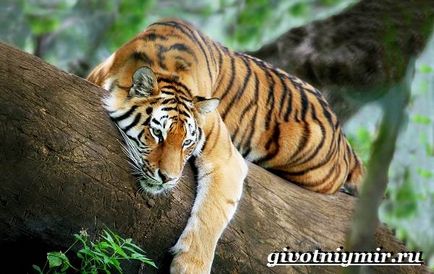 Бенгальський тигр