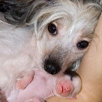 Sarcina și nașterea la câini, un site despre câini mici și nu numai