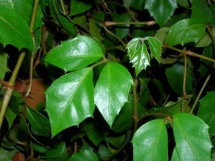 Берізка - кімнатна рослина (роициссус) догляд і розмноження, ls