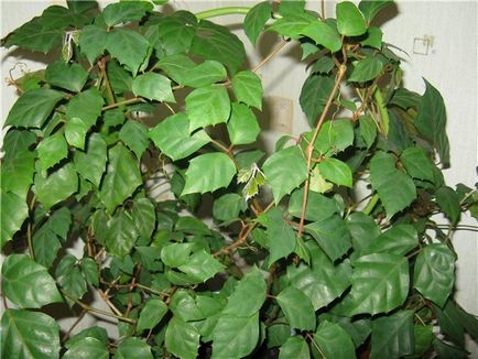 Birch - plantă de interior (Roicisus) îngrijire și reproducere, ls