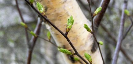 Birch rügyek gyógyszer tulajdonságait és ellenjavallatok